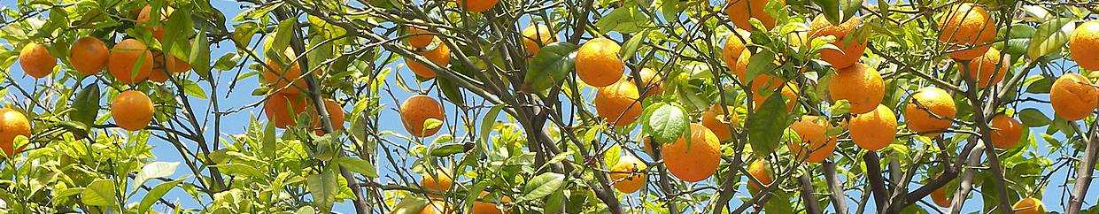orange tree